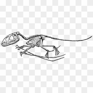 Dorygnathus Dimorphodon Fossil Pterodactyl Dinosaur - Pterodactyl Fossil, HD Png Download