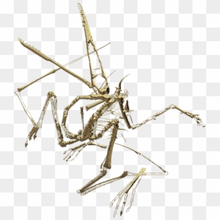 Click And Drag To Re-position The Image, If Desired - Cave Crickets, HD Png Download