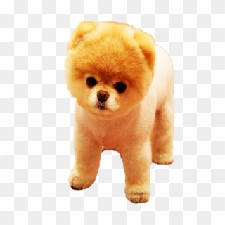 Pomeranian Png, Transparent Png