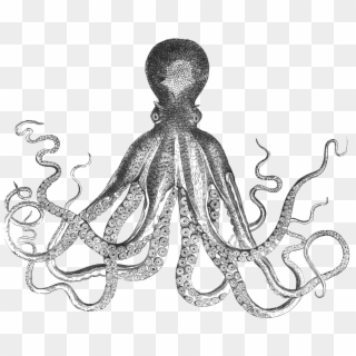 Octopus Png - Octopus Lady, Transparent Png
