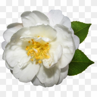 Flower, White, Camellia, Bloom, Garden - Flower Camellia White, HD Png Download
