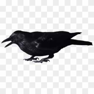Crow Transparent Png File - Crow With No Background, Png Download