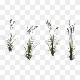 Tall Grass Transparent - Wheat Grass Texture, HD Png Download