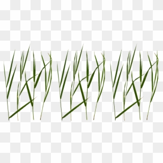 Grass Png Texture - Grass Blade Texture Png, Transparent Png