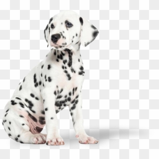 Dalmation Puppy - Dalmatian Puppy, HD Png Download