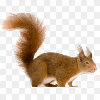 Squirrel, HD Png Download