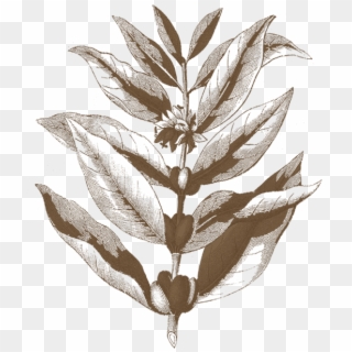 Coffee-branch - Illustration, HD Png Download
