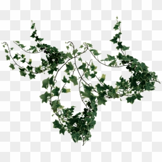 Buy Now - American Holly, HD Png Download