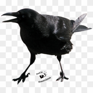 5 Kb, Gallery - Screaming Crow Png, Transparent Png