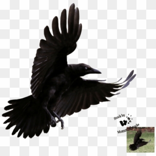 Free Png Download Crow Flying Transparent Background - Flying Crow Crow Png, Png Download