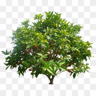 Mango Tree Png - Rose Apple Tree Png, Transparent Png