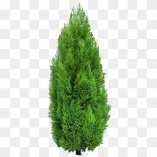 Clipart Free Bushes Clipart Architectural - Cypress Tree Png, Transparent Png