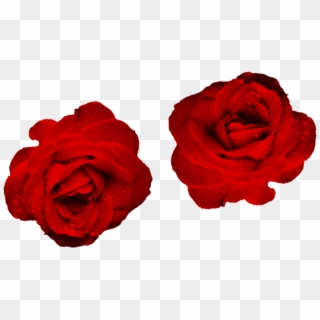 Blood Red Rose Png Flowers Png Easy Download Free Download - Floribunda, Transparent Png