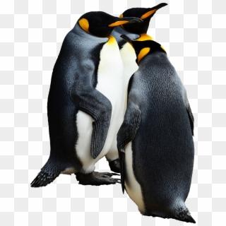 Penguins Group Of - King Penguin Png, Transparent Png