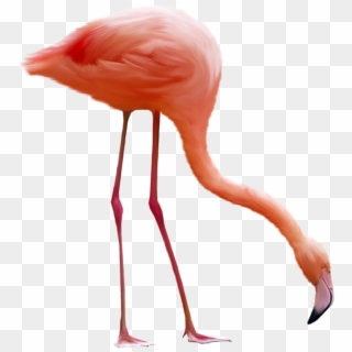 Flamingo Png - Gif Animé Flamant Rose, Transparent Png