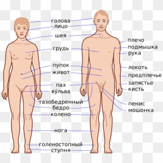 Open - Human Body, HD Png Download