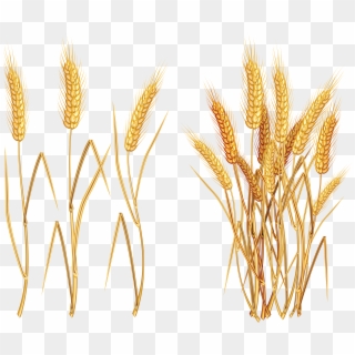 Wheat - Free Wheat Vector Art, HD Png Download