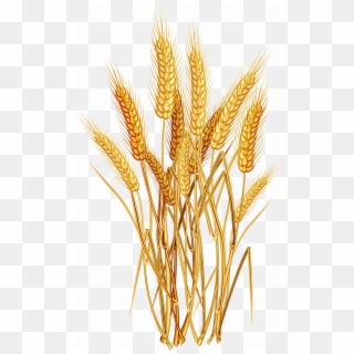 Harvested Wheat Png Transparent Image - Wheat In Clipart, Png Download