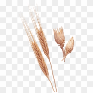Free Png قمح Png Images Transparent - Wheat, Png Download