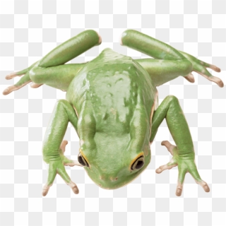 Free Png Download Frog Png Images Background Png Images - Frog, Transparent Png