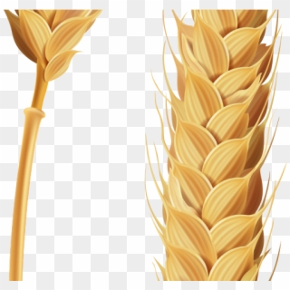 Wheat Clipart Transparent Background - Stalk Of Grain Clipart, HD Png Download