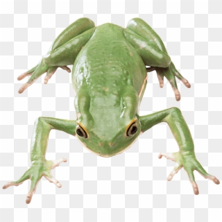Free Png Download Frog Png Images Background Png Images - Green Frog, Transparent Png