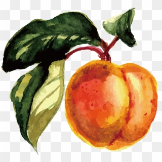 Fruit Watercolor Painting - Peach Watercolor Painting, HD Png Download