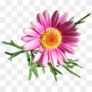 Common Daisy, HD Png Download