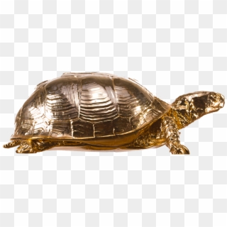 Box Turtle Png Picture - Box Turtle Png, Transparent Png