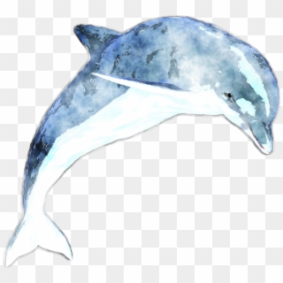 Common Bottlenose Dolphin, HD Png Download
