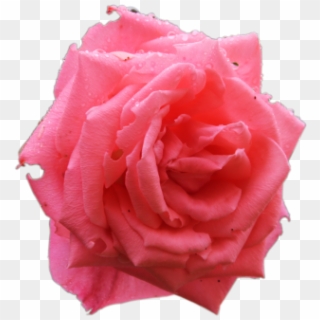 Flores Sem Fundo Png - Garden Roses, Transparent Png