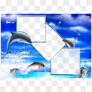 Com Gallery, Ma-9 - Dolphins Frames, HD Png Download