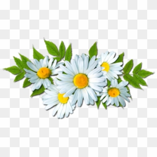 Daisy Clipart Flores - Common Daisy, HD Png Download