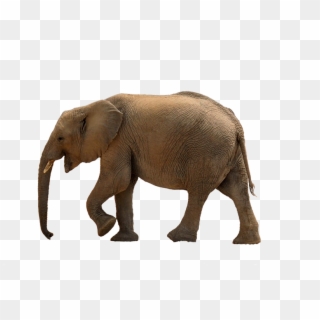 Real Baby Elephant Png, Transparent Png