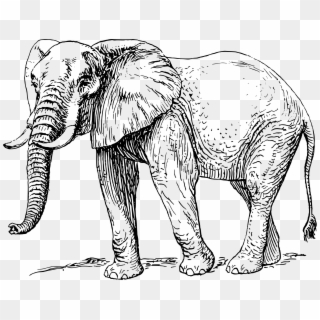 Big Image - African Elephant Clipart Black And White, HD Png Download