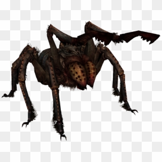 Cartoon Images Of Spiders - Skyrim Spider, HD Png Download