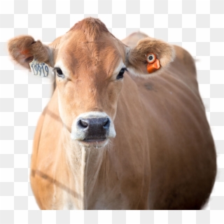 Cow Png Image - Working Animal, Transparent Png