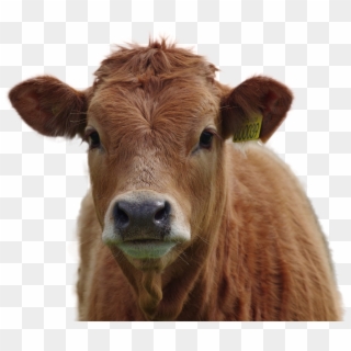Cow Png Image - Brown Cows, Transparent Png