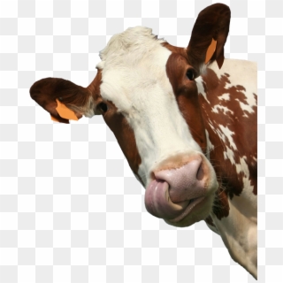 Cow Sticker - Cow Portrait Photography, HD Png Download