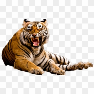 Tiger Png Image - Madhya Pradesh Tiger, Transparent Png
