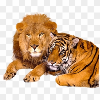 Lion And Tiger Png, Transparent Png