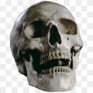 Skull Skeleton Head - Hurricane Michael Skull, HD Png Download
