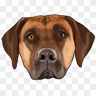 It's Our First African Dog The Rhodesian Ridgeback - Black Mouth Cur, HD Png Download