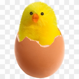Free Png Download Chicken In Broken Egg Png Images - Chicken In Egg Png, Transparent Png