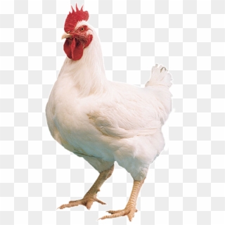 Specialists In Farm Amp Animal Farm Chicken Png, Transparent Png