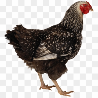 Black Walking Chicken - If Your Cat Tastes Like Chicken, HD Png Download