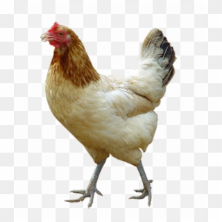 White Chicken Png Image Background - Transparent Background Chickens Png, Png Download