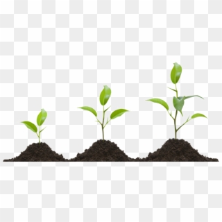 Growing Plant Png Transparent Image - Plant Growing Png, Png Download