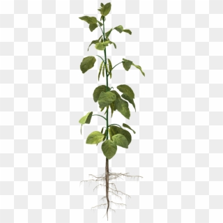 Fe Iron - Soybean Plant Png, Transparent Png