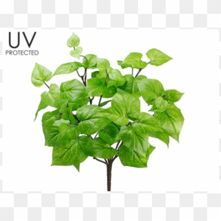 18 Uv Protected Potato Leaf Bush X7 Green - Plane-tree Family, HD Png Download